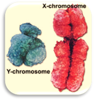 http://www.desktopclass.com/wp-content/uploads/2011/02/x-y-chromosome.jpg