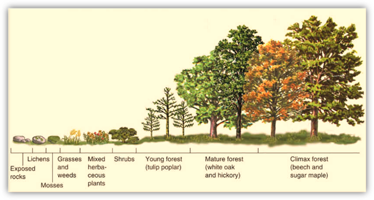 http://www.geography.hunter.cuny.edu/~tbw/ncc/notes/chap4.wc/vegetation/plant.succession.jpg