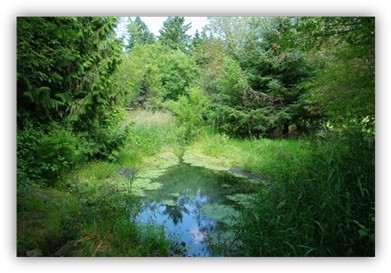 http://upload.wikimedia.org/wikipedia/commons/4/41/Wetlands_at_Hamby_Park_-_Hillsboro%2C_Oregon.JPG