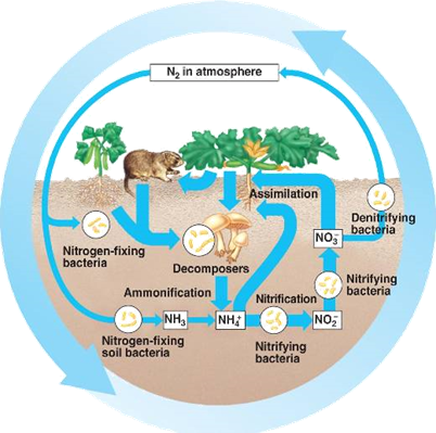 http://bio1152.nicerweb.com/Locked/media/ch55/55_14cNitrogenCycle-L.jpg