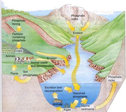 http://4.bp.blogspot.com/_Jj5y0U0naug/TSuwhKSP8MI/AAAAAAAAACA/dElWdf7idEM/s1600/phosphorus.jpg