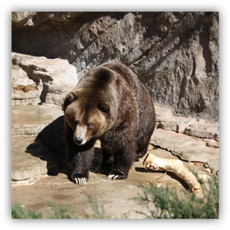 http://www.photos-public-domain.com/wp-content/uploads/2012/03/grizzly-bear.jpg