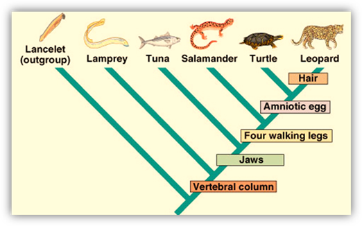 http://www.tokresource.org/tok_classes/biobiobio/biomenu/options_folder/D5_phylogeny_systematics/Cladogram.jpg