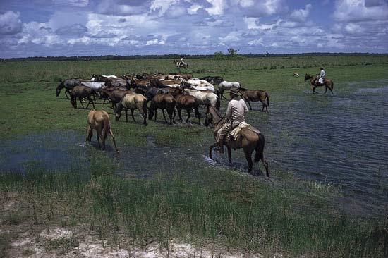 Photograph:Horses being watered on the Llanos, in eastern Colombia.