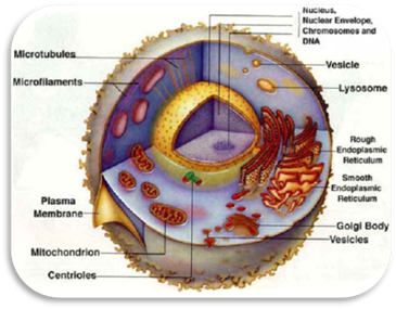 eukaryote