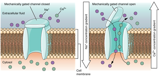 http://cnx.org/content/m46526/latest/1217_Mechanically-gated_Channels-02.jpg