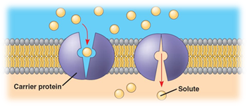 http://bio1151b.nicerweb.com/Locked/media/ch07/07_15FacilitatedDiffusionB.jpg