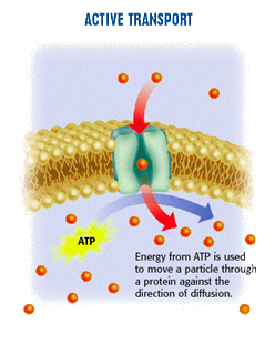 http://blog.school.net.th/blogs/media/blogs/prasitporn/image/active_transport.gif