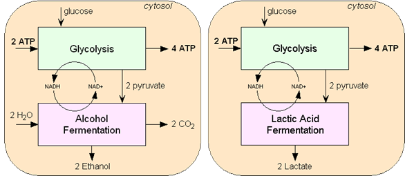 Alcoholic Fermentation