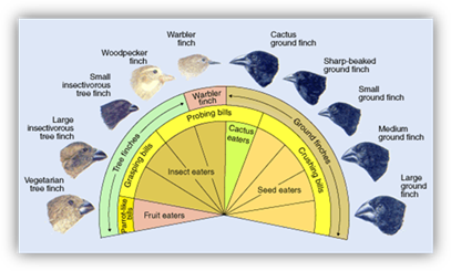 http://www.pbs.org/wgbh/evolution/library/01/6/images/l_016_02_l.gif