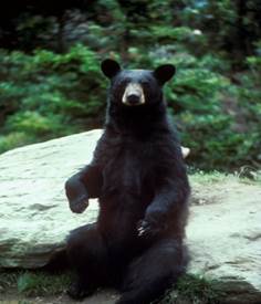 http://upload.wikimedia.org/wikipedia/commons/0/02/Black_bear_large.jpg