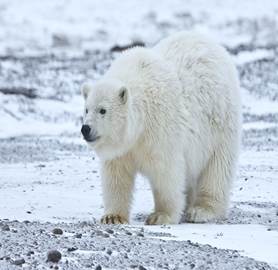 http://3.bp.blogspot.com/-lryqRbNfrqA/UHqjPLYXD3I/AAAAAAAADAQ/i42asFT8V3w/s1600/Polar+Bear-1.jpg