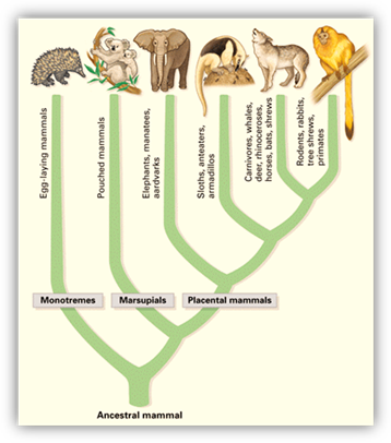 http://biologytb.net23.net/text/chapter26/26images/26-15.gif