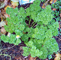 Parsley is an example of a biennial plant.