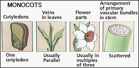 http://www.emc.maricopa.edu/faculty/farabee/BIOBK/monocots_1.gif