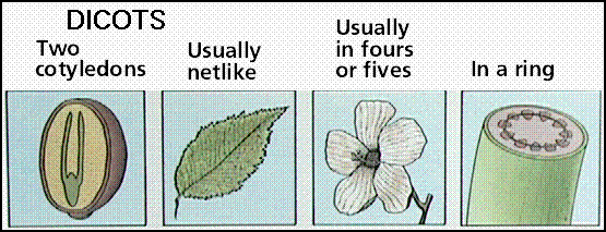 http://www.emc.maricopa.edu/faculty/farabee/BIOBK/DICOTS.gif