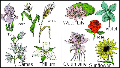 http://www.msnucleus.org/membership/html/k-6/lc/plants/4/images/lcp4_32.gif