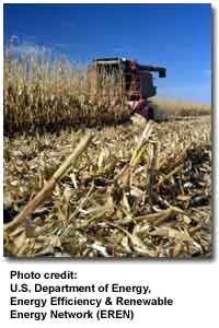 PIcture of corn husks harvesting.