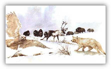 Tundra Animals