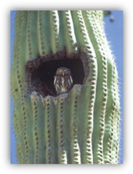 http://www.blueplanetbiomes.org/images/POCactus.jpg