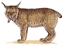 Lynx