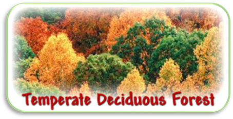 Temperate Deciduous Forest