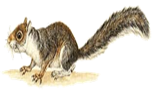 Gray Squirrel