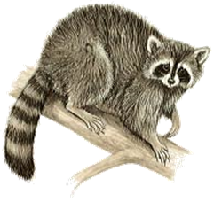 Raccoon