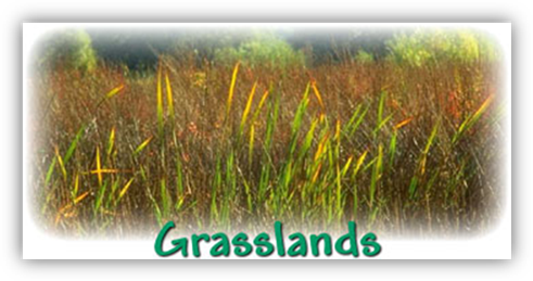 Grasslands