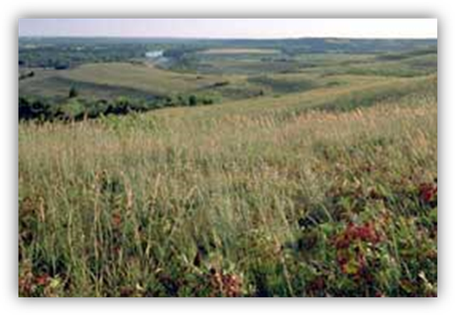 Konza Prairie