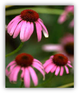 Purple Coneflower