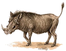 Warthog