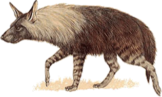 Brown Hyena