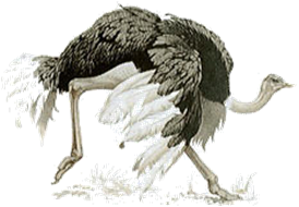 Ostrich