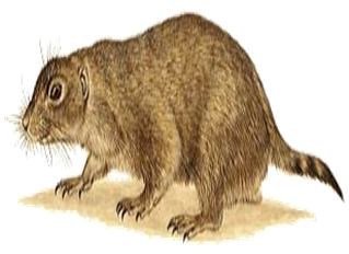 Black-tailed Prarie Dog