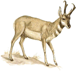 Pronghorn