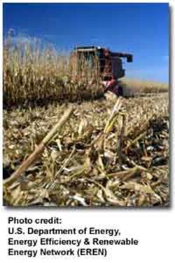 PIcture of corn husks harvesting.