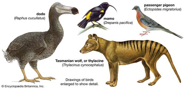 Some species made extinct by humans.