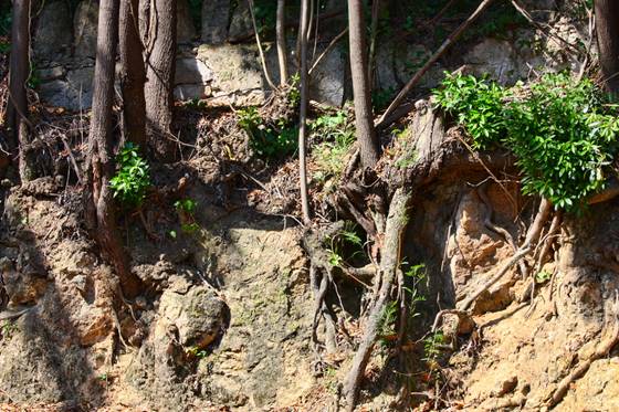 Tree Roots Exposed Due to Soil Erosion