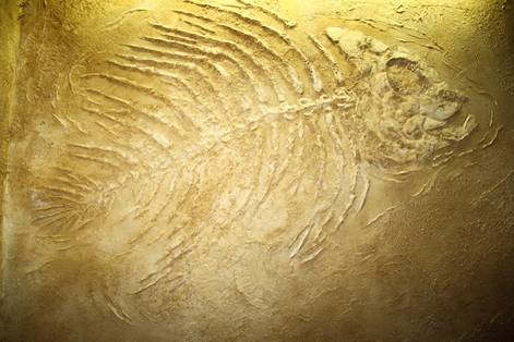 Giant Fish Fossil