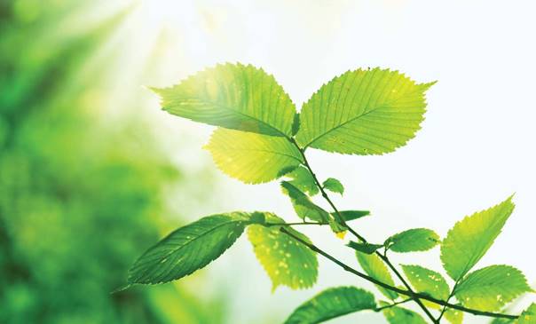 A close-up of a leafy plant with sunlight shining in the background.