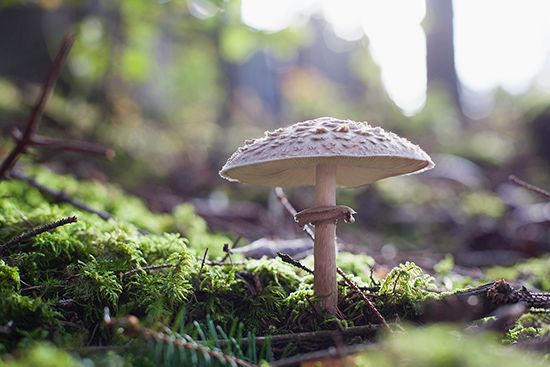 A mushroom with a tall stalk and a wide cap resembling an umbrella grows from the moss-covered ground.