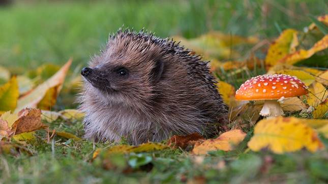 A hedgehog sits next to a colorful mushroom growing from the leaf-and-grass-covered ground.