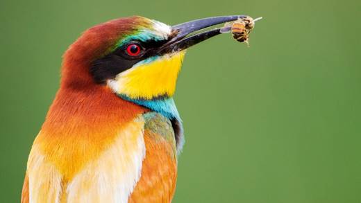 A colorful bird holds a bee in its beak.