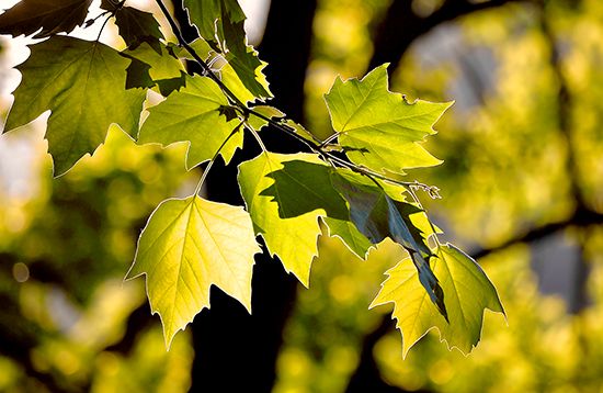 A close-up of the leaves on a branch of a maple tree.