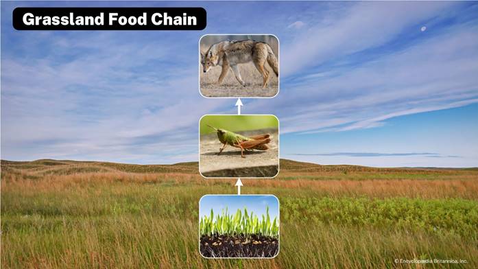 A diagram labeled Grassland Food Chain with arrows connecting photos of grass, a grasshopper, and a coyote.