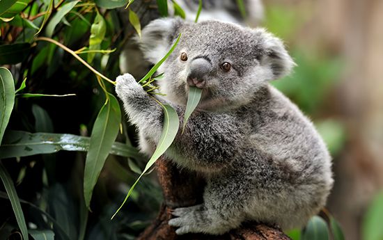 A koala on a eucalyptus tree branch eats leaves.