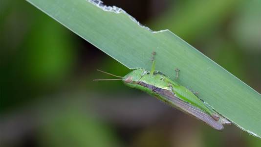 A close-up of a grasshopper eating a thick blade of grass.