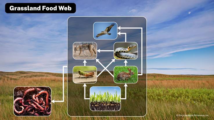 A diagram has arrows connecting organisms to their food sources.