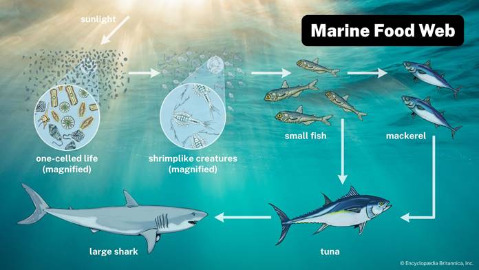 A diagram shows a shark eating tuna, which eats both mackerel and small fish. Mackerel also eat small fish. 